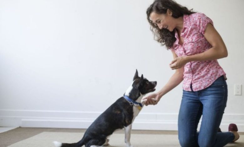 The Art of Leash Training Portland Dog Owner's Guide