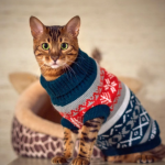 How to Choose the Perfect Xmas Sweater for Your Cat