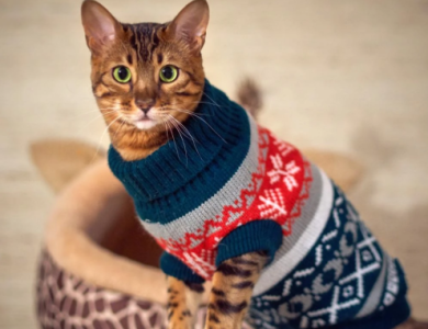 How to Choose the Perfect Xmas Sweater for Your Cat