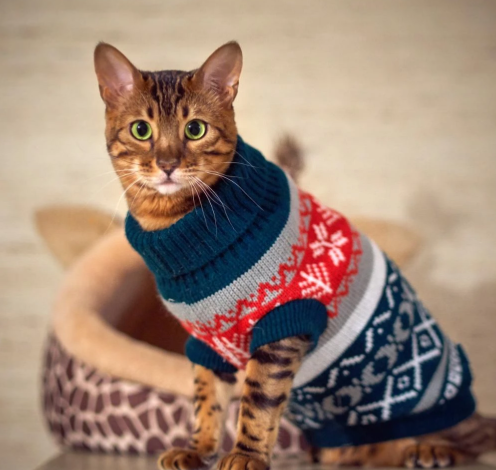 How to Choose the Perfect Xmas Sweater for Your Cat