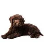 Labradoodle Puppies