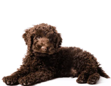 Labradoodle Puppies