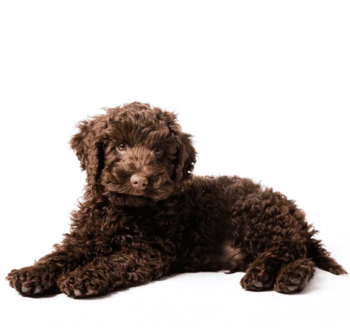 Labradoodle Puppies