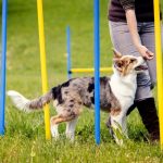 Dog Training: A Comprehensive Guide to Training Your Canine Companion