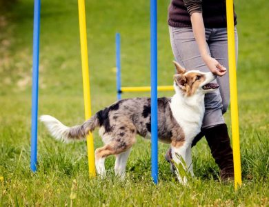 Dog Training: A Comprehensive Guide to Training Your Canine Companion