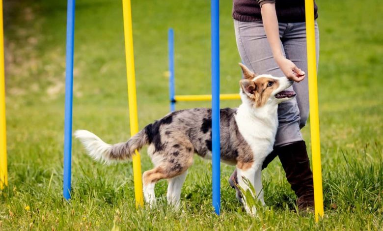 Dog Training: A Comprehensive Guide to Training Your Canine Companion