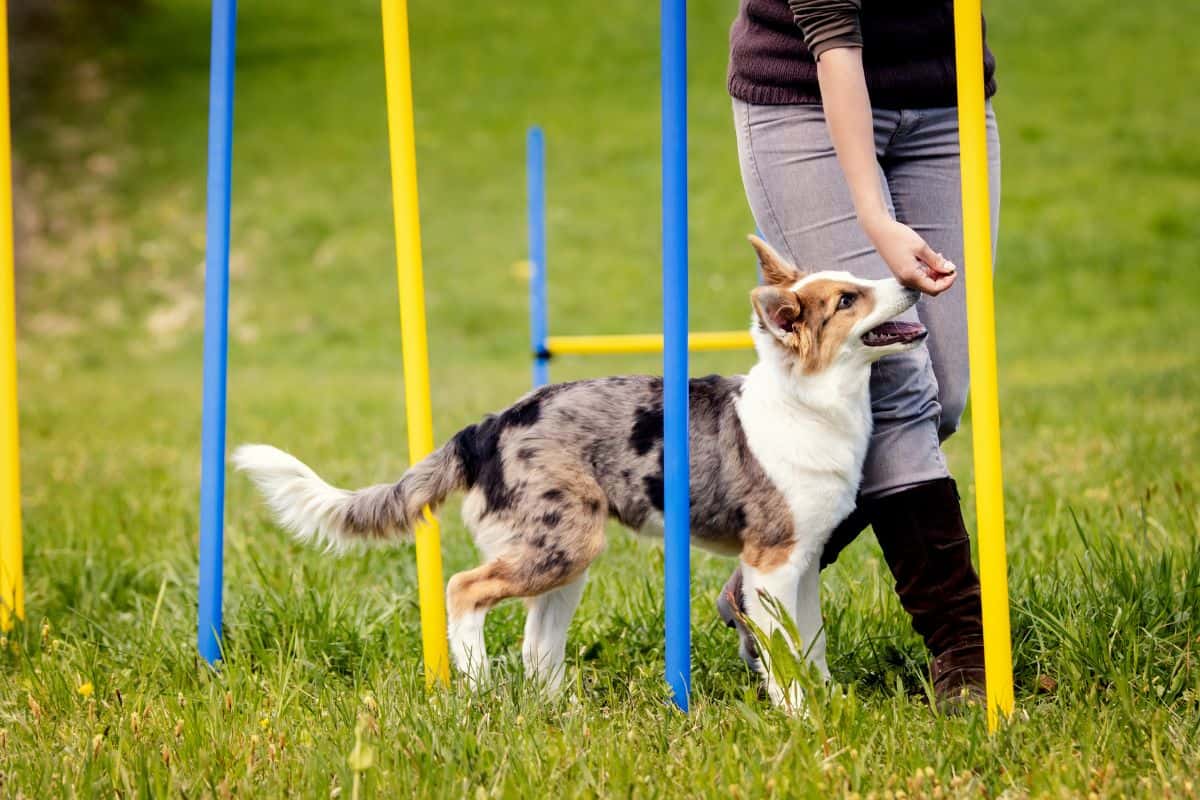 Dog Training: A Comprehensive Guide to Training Your Canine Companion